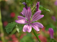 Мальва незамеченная – Malva neglecta Wallr.