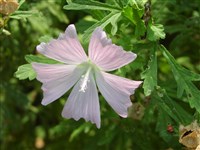 Мальва шток-розовая – Malva alcea L
