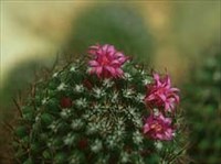 Мамиллярия