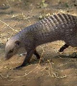 Мангусты (полосатый)