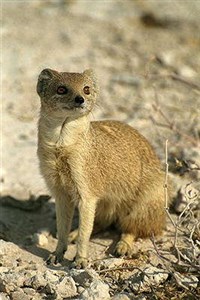 Мангуст (желтый)