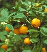 Мандарин (растение)