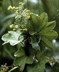 Манжетка (обыкновенная)