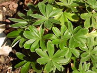 Манжетка альпийская – Alchemilla alpina L.