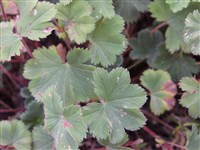 Манжетка красночерешковая, кавказская – Alchemilla erythropoda Juz. (1)