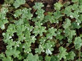 Манжетка красночерешковая, кавказская – Alchemilla erythropoda Juz. (2)