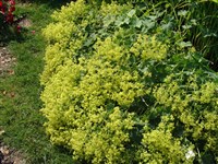 Манжетка мягкая, крупноцветковая – Alchemilla mollis (Buser) Rohm.