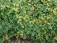 Манжетка соединенная – Alchemilla conjuncta Bab.