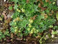 Манжетка фарерская – Alchemilla faeroensis (Lange.) Buser.