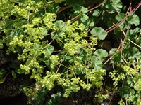 Манжетка шелковистая – Alchemilla sericata Rchb.