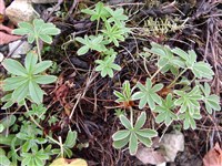 Манжетка шёлковая – Alchemilla seriacea Willd.