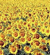 Манитоба (поле цветущих подсолнухов)