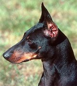 Манчестерский терьер