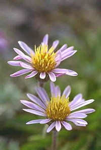 Маргаритка (маргаритки)