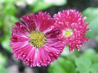 Маргаритка многолетняя – Bellis perennis L. (1)