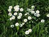 Маргаритка многолетняя – Bellis perennis L. (2)