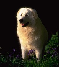 Маремма (порода собак)