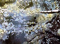 Марианский желоб (обитатели желоба)