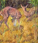 Марк Франц (Косули в камыше)