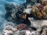 Марса-Алам (подводный мир)