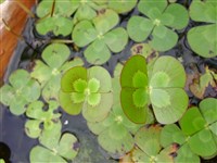 Марсилея округлая – Marsilea mutica Mett.