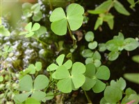 Марсилея четырехлистная – Marsilea quadrifolia L.