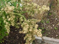 Марь гигантская, амарантоцветная – Chenopodium giganteum D.Don.