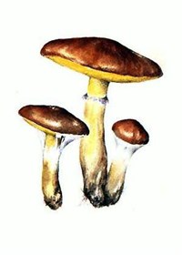 Масленок [кулинария]