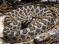 Массасауга (Sistrurus catenatus)