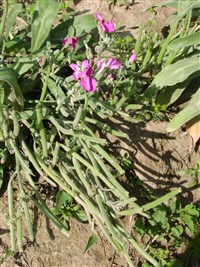 Маттиола длинно лепестковая, двурогая, ночная фиалка – Matthiola longipetala (Vent.) DC.