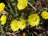 Мать-мачеха обыкновенная – Tussilago farfara L.