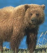 Медведи (медведь гризли)