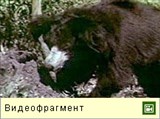 Медведь-губач (видео)