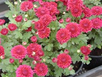 Медный Грош [Род дендрантема – Dendranthema (DC.) Desmoul]