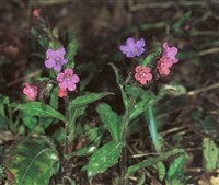 Медуница лекарственная, пятнистая – Pulmonaria officinalis L.
