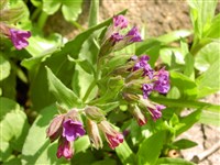 Медуница узколистная – Pulmonaria angustifolia L.