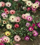 Мезембриантемум (цветение)