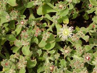 Мезембриантемум хрустальный – Mesembryanthemum crystallinum L.