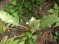 Меконопсис великолепный – Meconopsis superba King ex Prain.