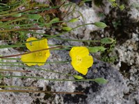Меконопсис кембрийский – Meconopsis cambrica (L.) Vig.