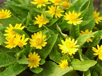 Меламподиум болотистый – Melampodium paludosum L.