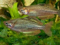 Меланотении