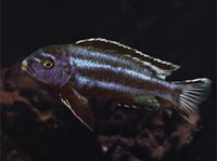 Меланохромис йохана