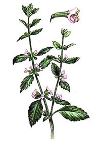 Мелисса (лекарственная)