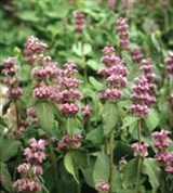 Мелисса (фото)