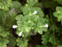 Мелисса лекарственная, лимонная мята – Melissa officinalis L.