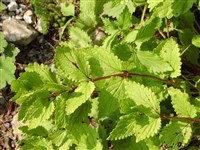 Мелиттис мелиссолистный – Melittis melissophyllum L.