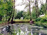 Мелихово (заросший пруд)