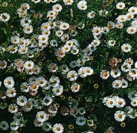 Мелколепестник Охары – Erigeron oharai (Nak.) Botsch.