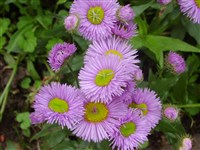 Мелколепестник альпийский – Erigeron alpinus L.